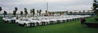 Falcon Cobra - celebrating 25 years -  43 Cobras Lined Up