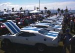 Falcon Cobra - 8 in a row - side by side - rear view